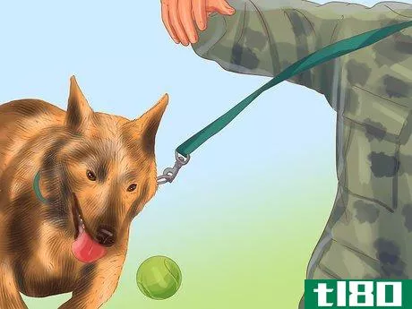 Image titled Buy a Personal Protection Dog Step 5