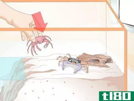 Image titled Care for a Crab Step 21