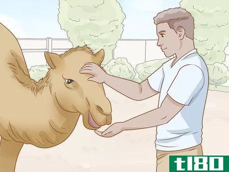 Image titled Care for a Camel Step 14