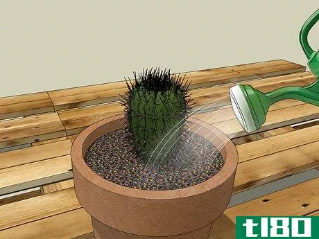 Image titled Care for a Cactus Step 5