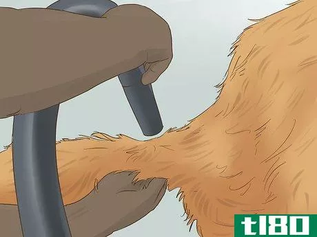 Image titled Blow Dry a Dog Step 13