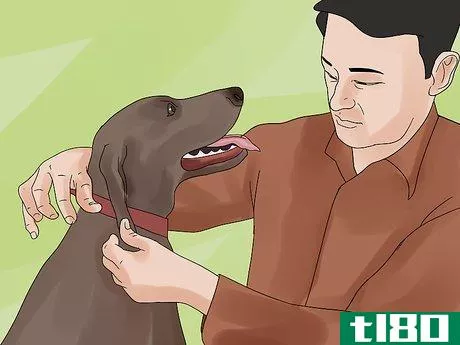 Image titled Avoid Losing Your Dog Step 6