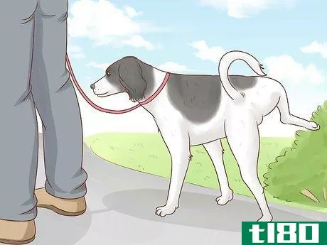 Image titled Become a Dog Walker Step 8