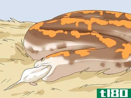 Image titled Care for a Kenyan Sand Boa Step 6