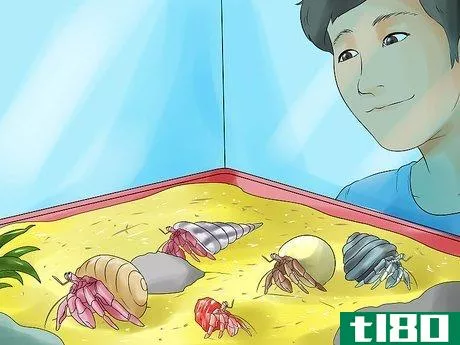 Image titled Care for Hermit Crabs Step 12