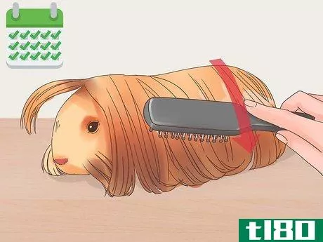 Image titled Care for Peruvian Guinea Pigs Step 10