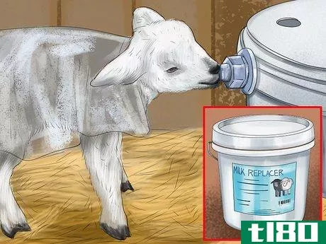 Image titled Bottle Feed a Baby Lamb Step 3