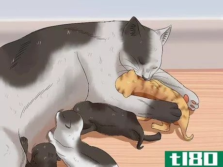 Image titled Care for Newborn Kittens Step 6