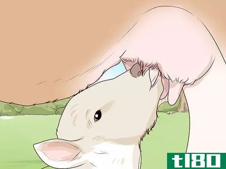 Image titled Bottle Feed Calves Step 3