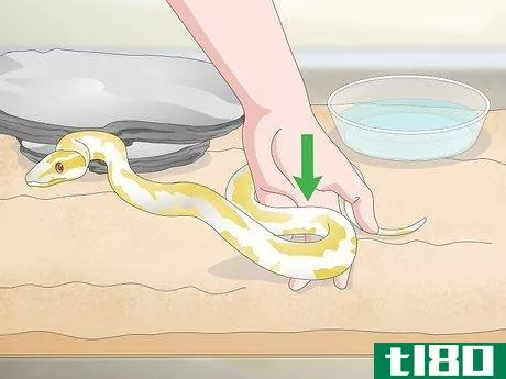 Image titled Build a Relationship with Your Snake Step 7