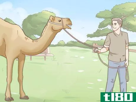 Image titled Care for a Camel Step 13