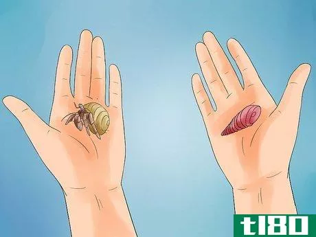 Image titled Care for Hermit Crabs Step 14