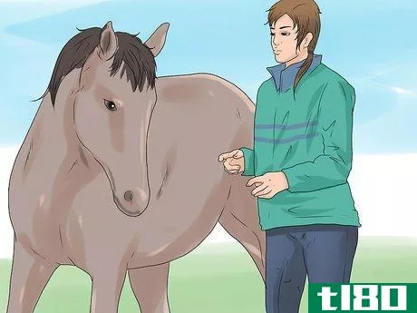 Image titled Approach Your Horse Step 5