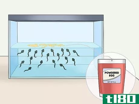 Image titled Care for African Clawed Frog Tadpoles Step 4