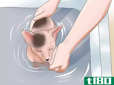 Image titled Bathe a Sphynx Cat Step 5