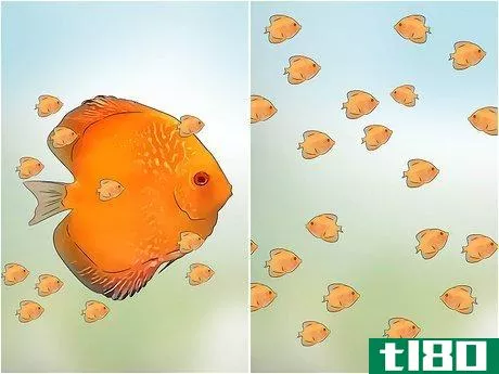 Image titled Breed Discus Step 10