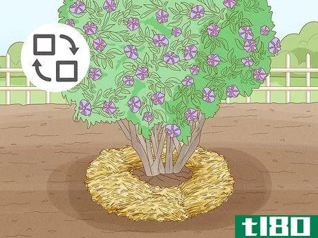 Image titled Care for a Purple Flower Potato Bush Step 8