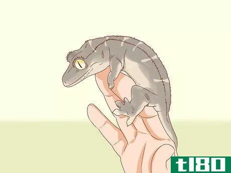 Image titled Care for a Crested Gecko Step 15