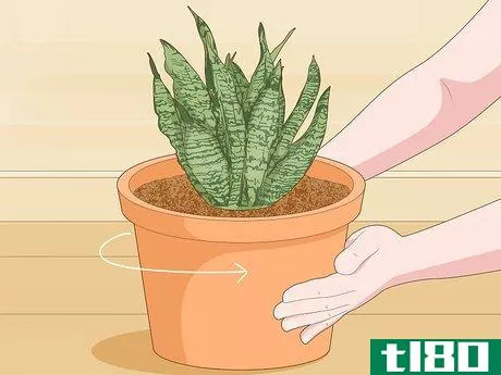 Image titled Care for a Sansevieria or Snake Plant Step 11