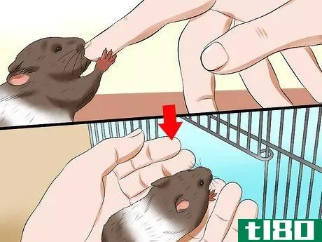 Image titled Care for a Hamster That Bites Step 9