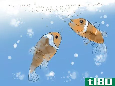 Image titled Breed Clownfish Step 15