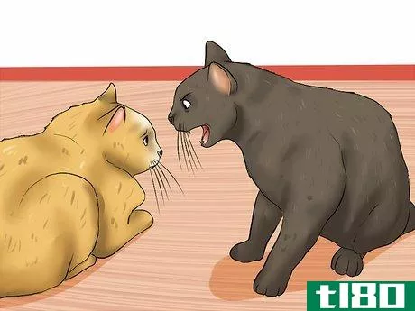Image titled Break Up a Cat Fight Step 13