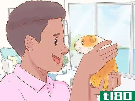 Image titled Bond With Your Guinea Pig Step 13