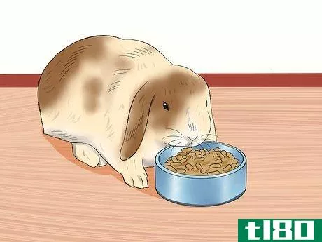 Image titled Care for Holland Lop Rabbits Step 13