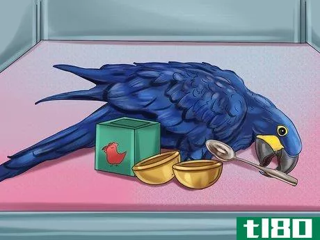 Image titled Care for a Hyacinth Macaw Step 15
