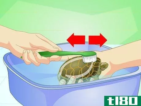 Image titled Bathe a Turtle Step 5