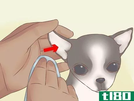 Image titled Care for Your Chihuahua Puppy Step 23