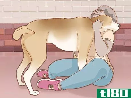 Image titled Care for Your Older Dog Step 11