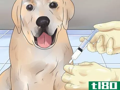 Image titled Give a Dog a Rabies Shot at Home Step 8