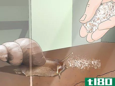 Image titled Care for Giant African Land Snails Step 15