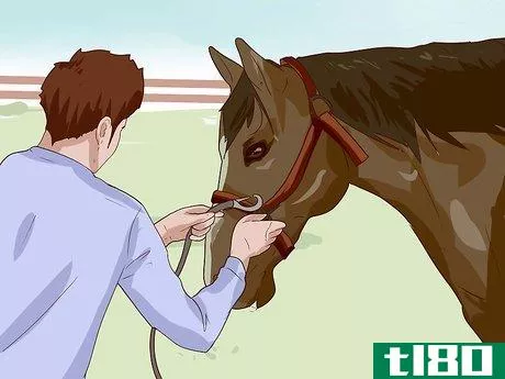 Image titled Break a Horse Step 12