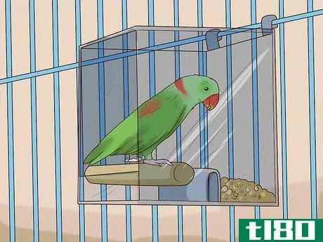 Image titled Care for an Eclectus Parrot Step 11