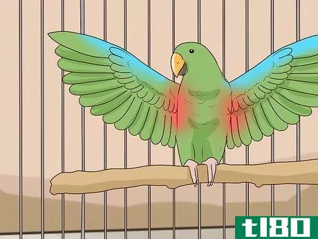 Image titled Care for an Eclectus Parrot Step 3