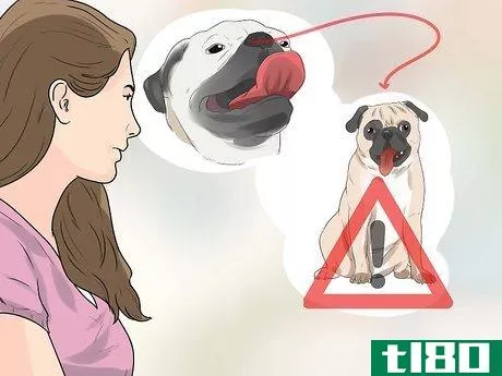 Image titled Breed Pugs Step 14