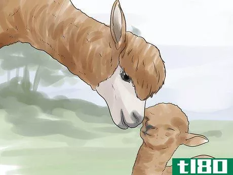 Image titled Breed Alpacas Step 16