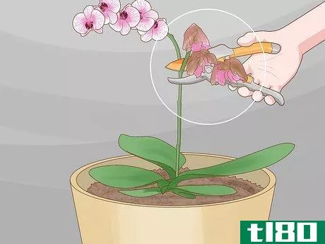 Image titled Care for Phalenopsis Orchids (Moth Orchids) Step 6