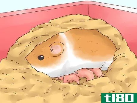 Image titled Care for Hamster Babies Step 10
