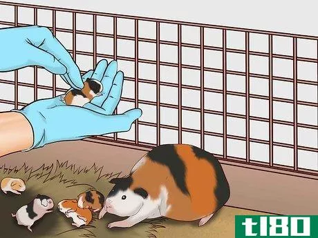 Image titled Care for a Pregnant Guinea Pig Step 31