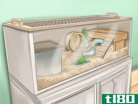 Image titled Care for Roborovski Hamsters Step 1