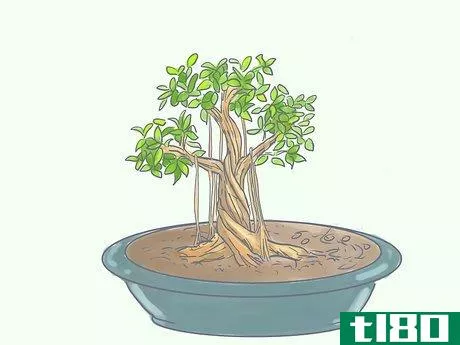 Image titled Care for Tiger Bark Ficus Bonsai Tree Step 14