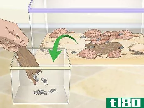 Image titled Breed Isopods Step 10