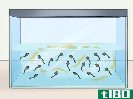 Image titled Care for African Clawed Frog Tadpoles Step 6