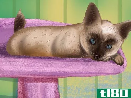 Image titled Care for a Siamese Cat Step 6