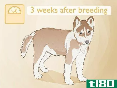 Image titled Breed Husky Dogs Step 9