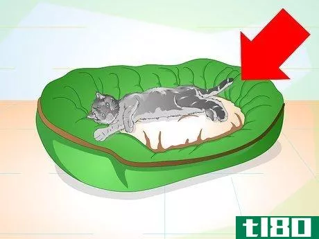 Image titled Care for Your Cat After Neutering or Spaying Step 2