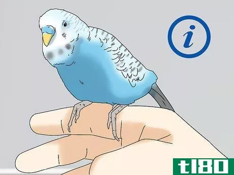 Image titled Buy a Bird Step 11